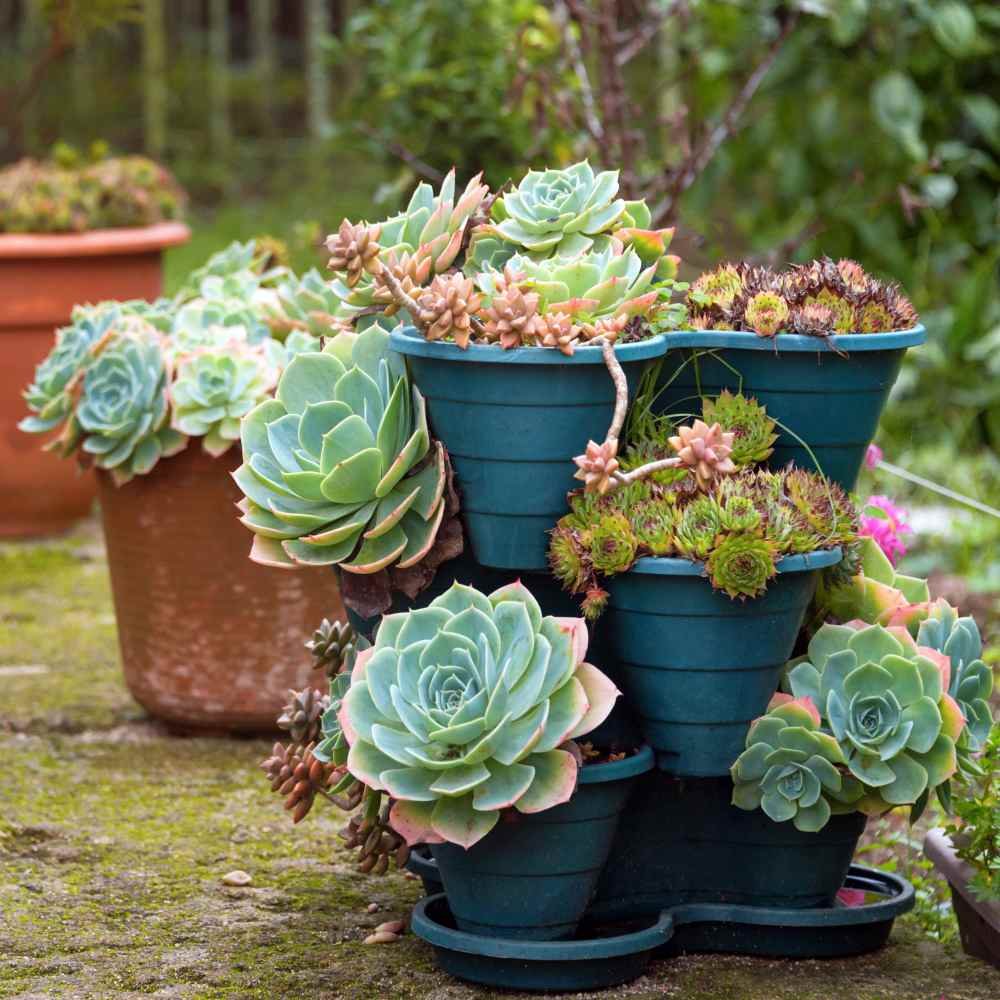 gà đá bình dương giá,Giới Thiệu Bài Viết: Gà Đá Bình Dương – Đặc Điểm, Ưu Điểm và Ý Nghĩa gà đá bình dương giá,Giới Thiệu Bài Viết: Gà Đá Bình Dương – Đặc Điểm, Ưu Điểm và Ý Nghĩa