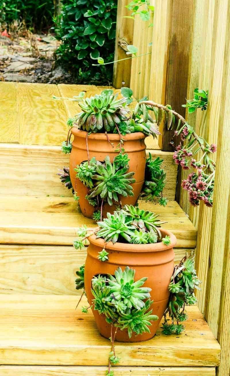cách xổ lãi cho gà đá cách xổ lãi cho gà đá