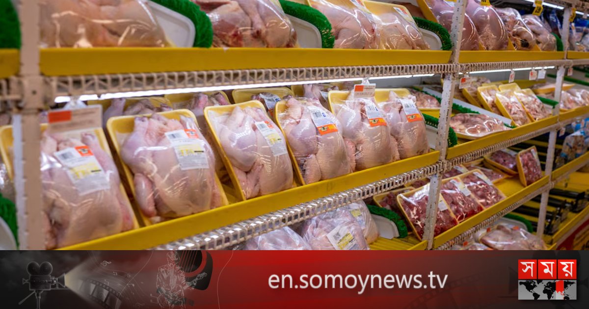 cách nuôi gà tre đá mau sung cách nuôi gà tre đá mau sung
