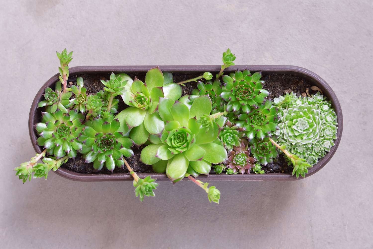bắt gà trống đá bắt gà trống đá