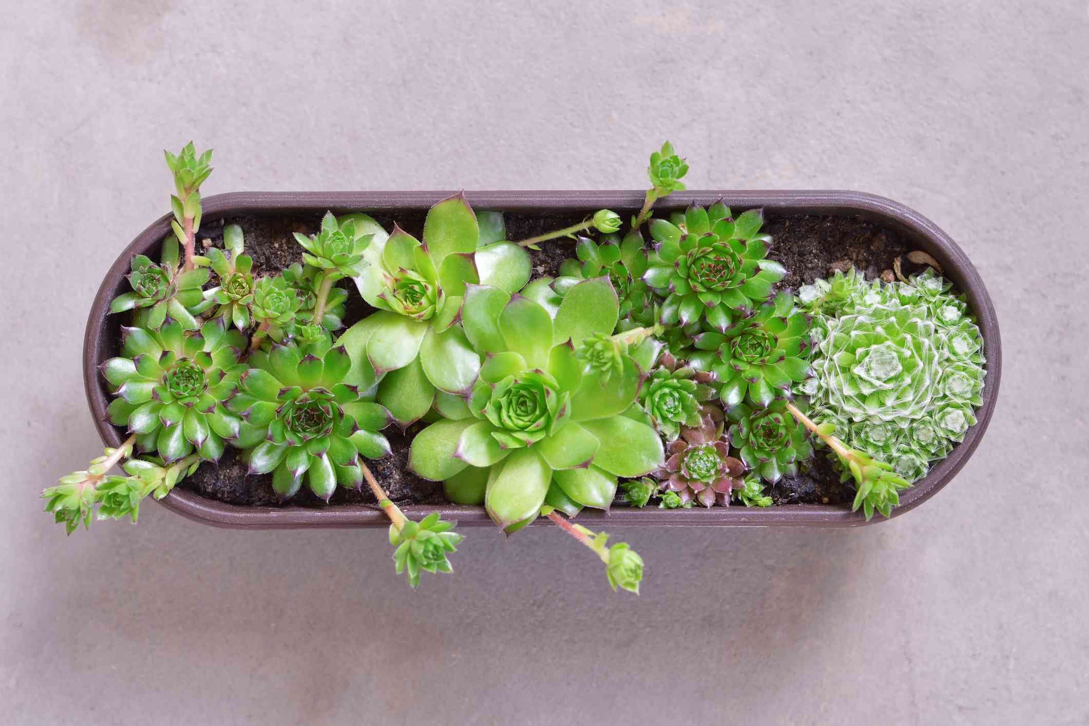 bãi đá nhảy kê gà bãi đá nhảy kê gà