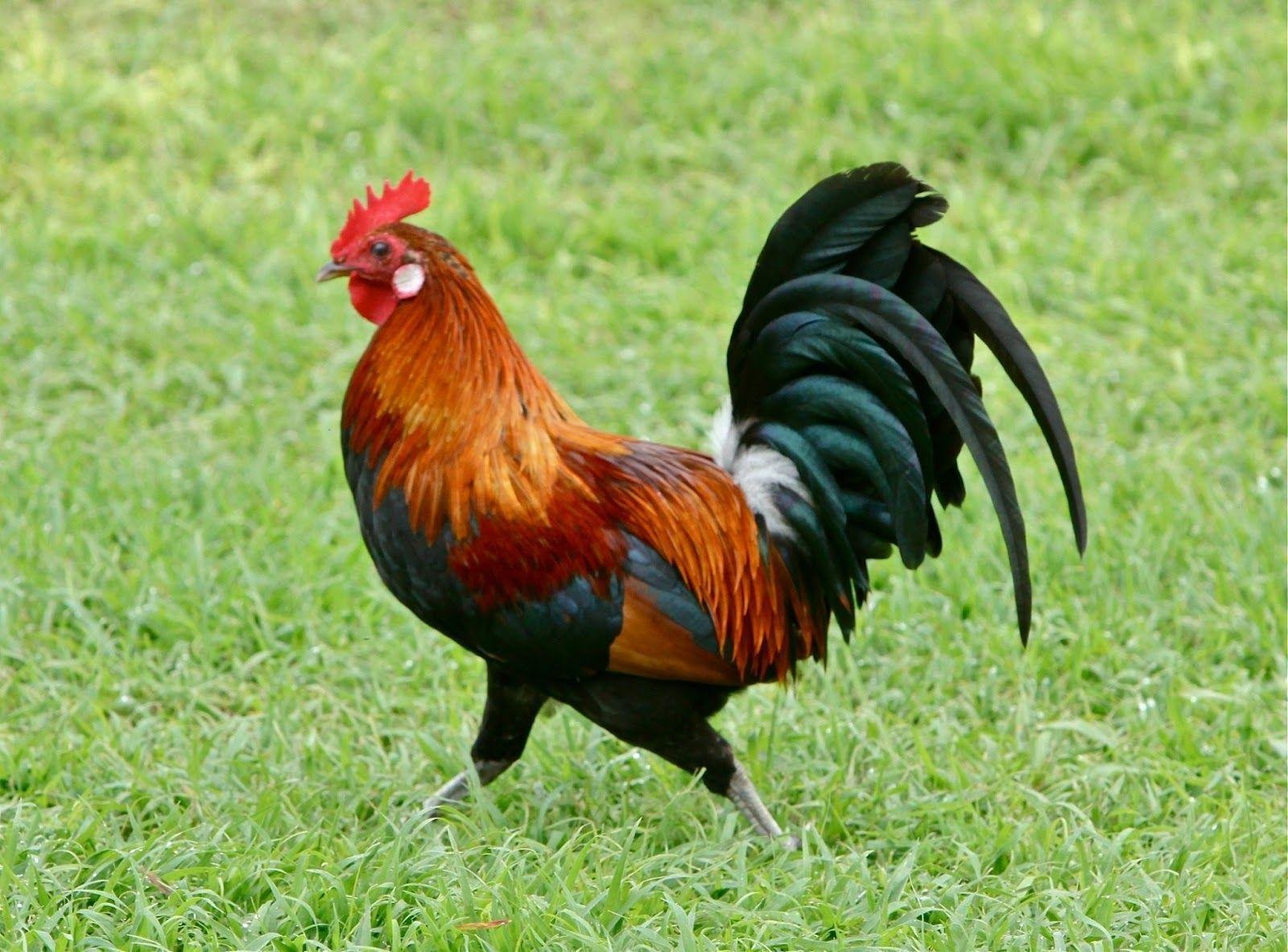đường dây nóng báo đá gà đường dây nóng báo đá gà