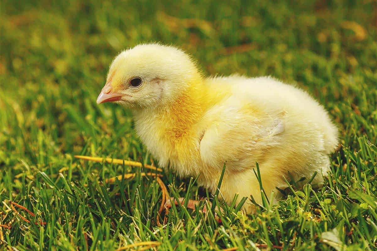 đá gà thomo trực tiếp hôm đá gà thomo trực tiếp hôm