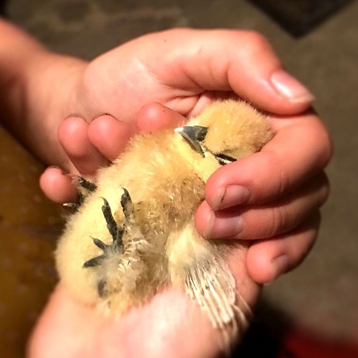 cách nuôi gà đá xung cách nuôi gà đá xung