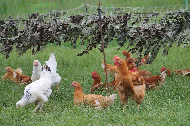 đá gà tre thomo ngày hôm nay,Giới thiệu đá gà tre thomo ngày hôm nay,Giới thiệu
