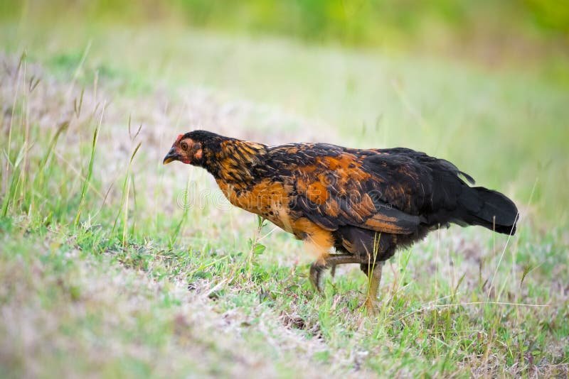 nhận dạng gà đá chuyên nghiệp nhận dạng gà đá chuyên nghiệp