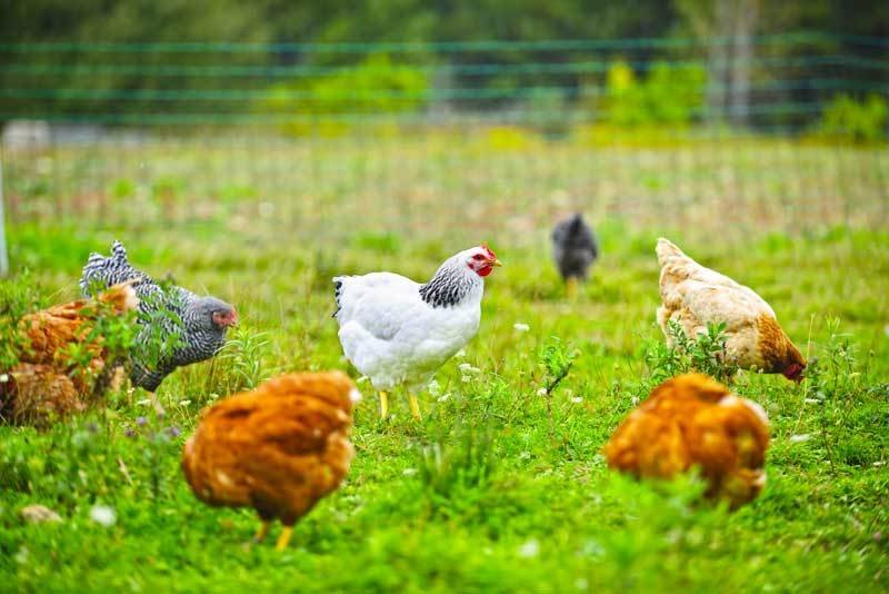 cách giảm cân cho gà đá cựa sắt cách giảm cân cho gà đá cựa sắt