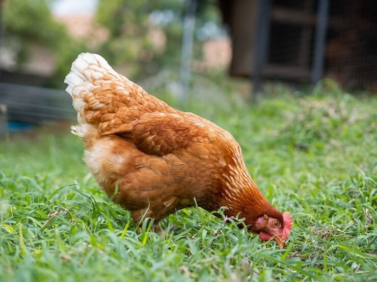 xem đá gà đòn tuyệt mới,Đá Gà Đòn Tuyệt Mới: Cách Chọn và Kỹ Năng Đá Gà Hiệu Quả xem đá gà đòn tuyệt mới,Đá Gà Đòn Tuyệt Mới: Cách Chọn và Kỹ Năng Đá Gà Hiệu Quả
