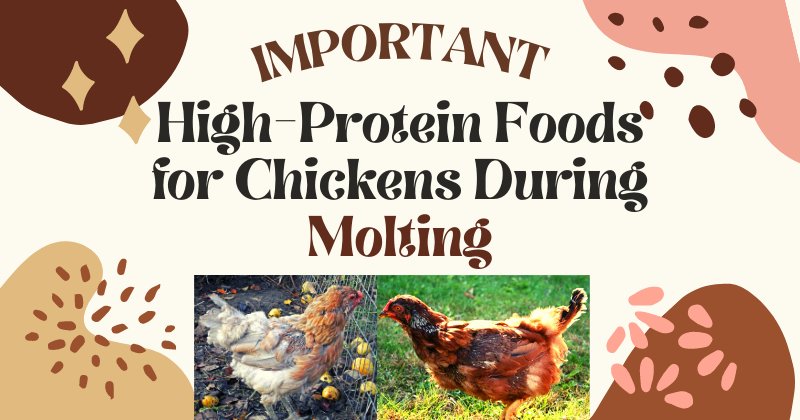 hướng dẫn làm chuồng gà đá hướng dẫn làm chuồng gà đá