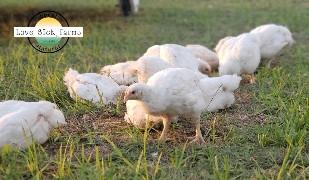 gà chọi đá hay bị té