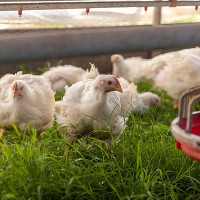 đá gà thomo trực tiếp hôm nay nhanh nhất đá gà thomo trực tiếp hôm nay nhanh nhất
