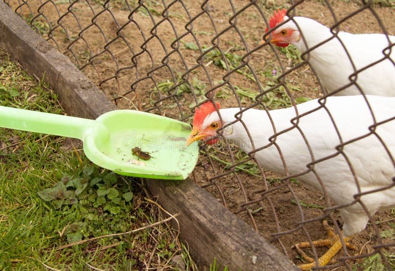 bán chuồng gà đá,Bán chuồng gà đá – Đặc điểm và ứng dụng bán chuồng gà đá,Bán chuồng gà đá – Đặc điểm và ứng dụng