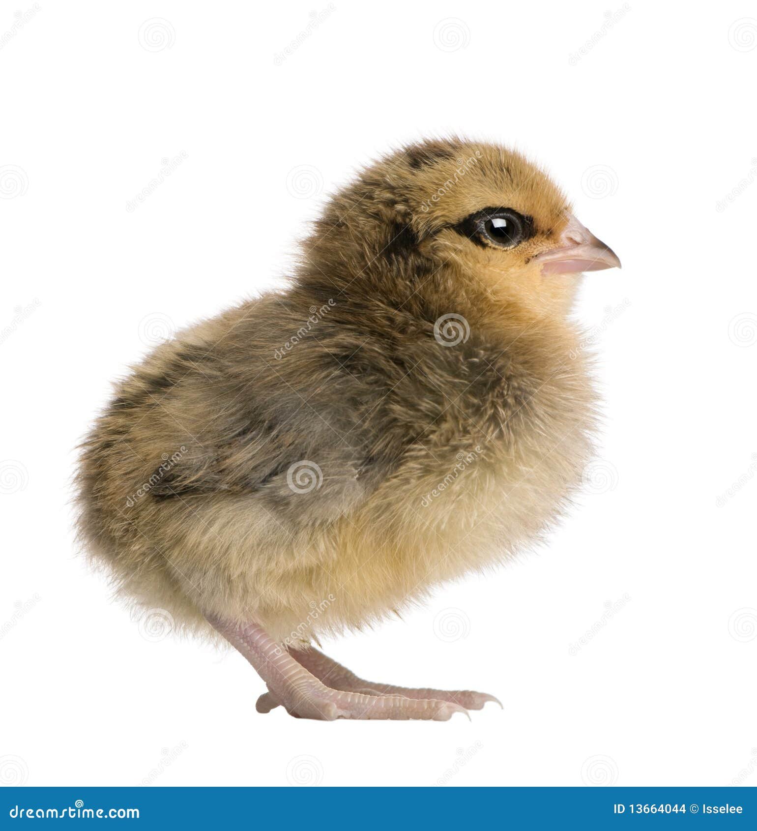 đá gà trường vĩnh hội đông