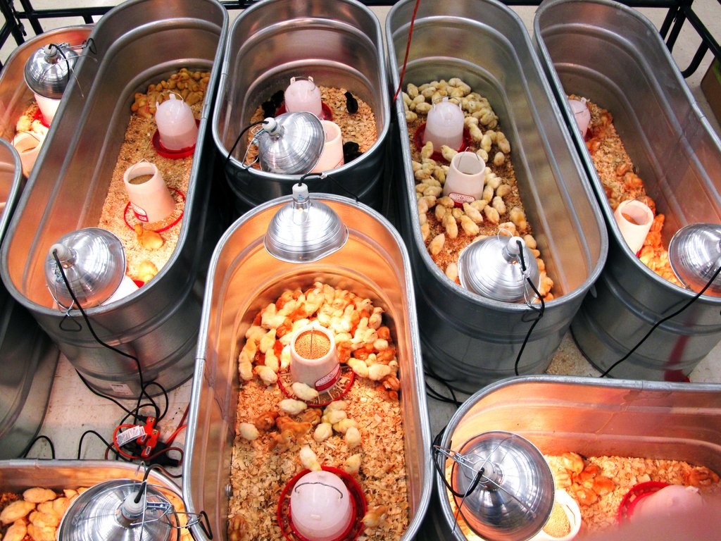 đá gà campuchia casino,Giới thiệu