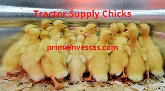 phá ổ đá gà củ chi 20 05 2018 phá ổ đá gà củ chi 20 05 2018