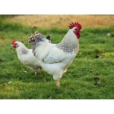 tài khoản dùng thử đá gà tài khoản dùng thử đá gà