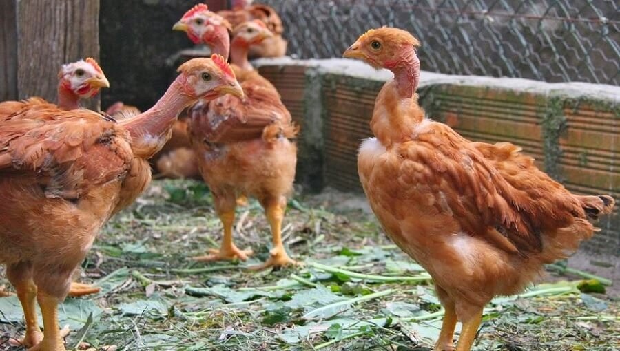 đá gà trực tiếp hôm nay bên campuchia đá gà trực tiếp hôm nay bên campuchia