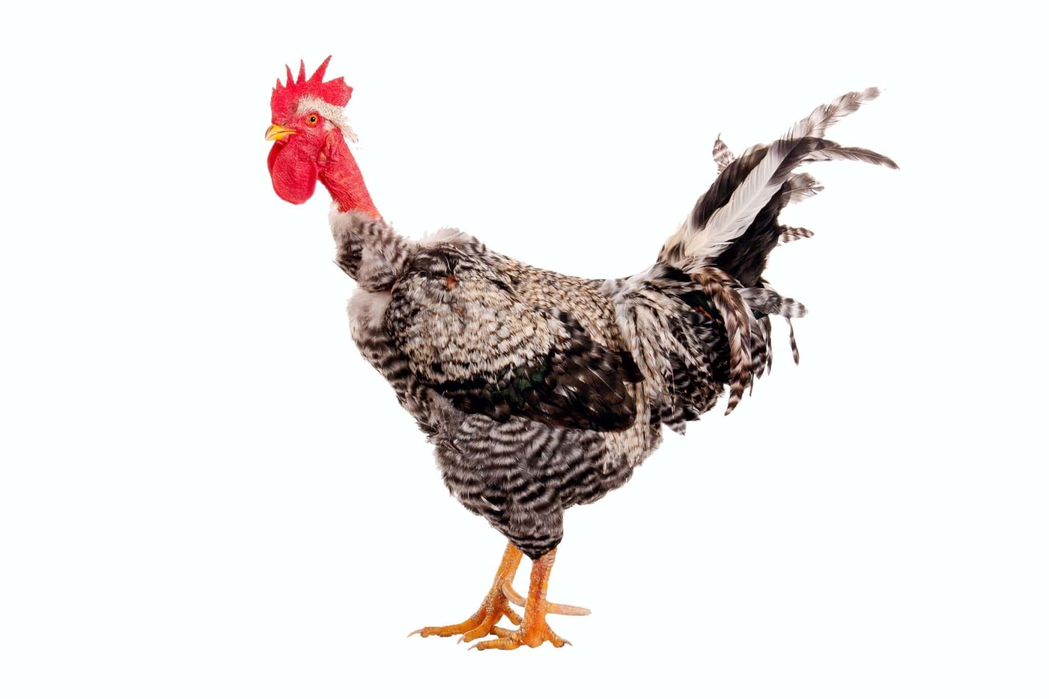 gà vảy rồng đá cựa sắt