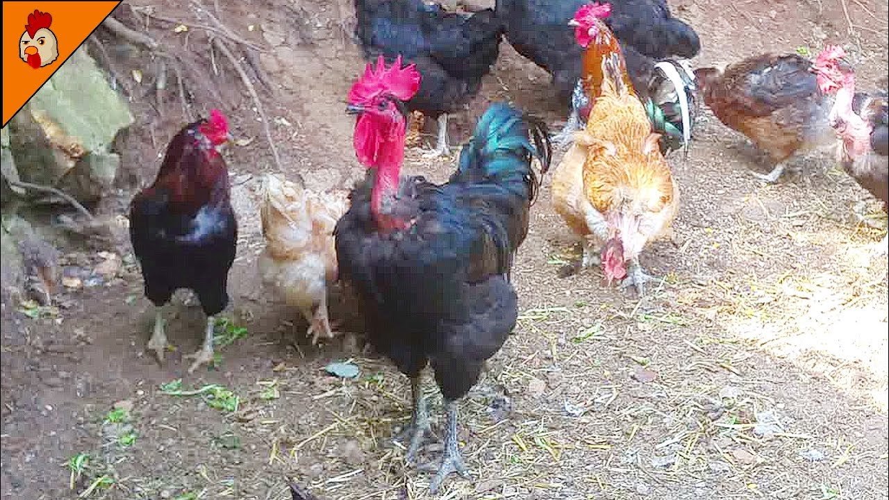 đá gà tre mỹ rặc cựa sắt đá gà tre mỹ rặc cựa sắt