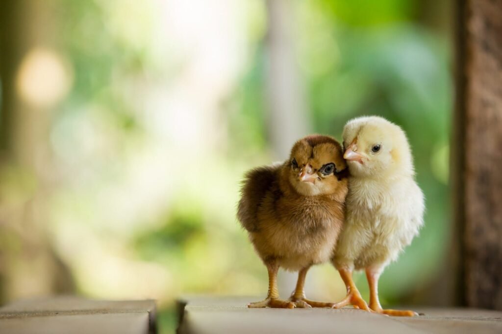 xử phạt đá gà,Điều tra và Xử phạt Đá Gà: Bài học từ thực tế xử phạt đá gà,Điều tra và Xử phạt Đá Gà: Bài học từ thực tế