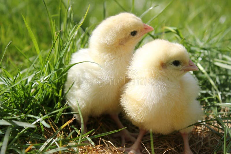 đá gà thomo hôm qua,Giới thiệu đá gà thomo hôm qua,Giới thiệu