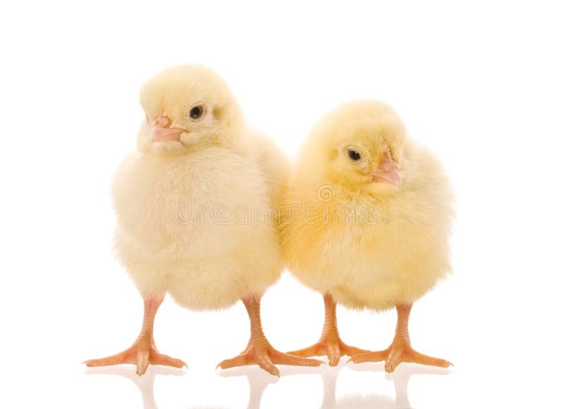 đá gà trực tiếp thomo hôm nay có bình luận đá gà trực tiếp thomo hôm nay có bình luận