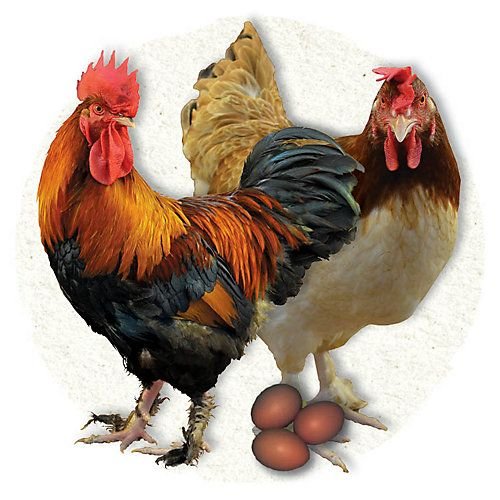 đá gà nòi miền trung,Đá Gà Nòi Miền Trung: Thứ Hai Cho Tiêu Đề Bài Viết