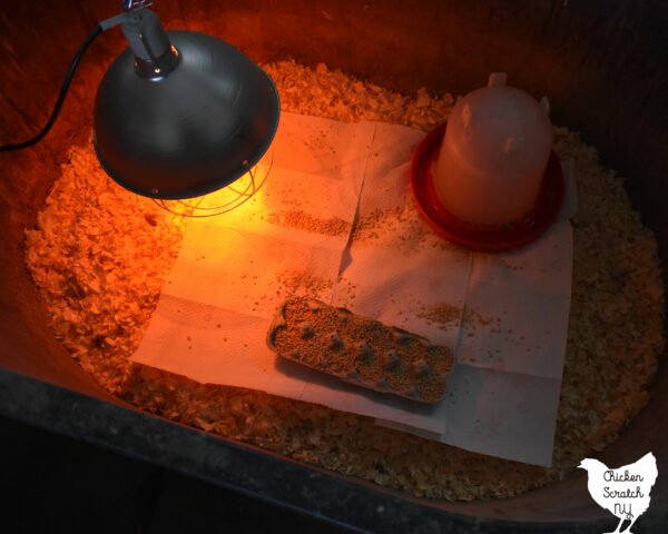 đá gà thomo ngày 10 tháng 3 năm 2019,Đá gà Thomo ngày 10 tháng 3 năm 2019: Thứ hai, một ngày đầy kịch tính