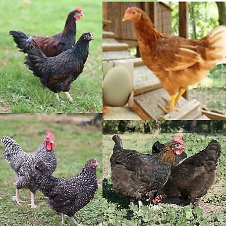 huấn luyện gà đá cựa