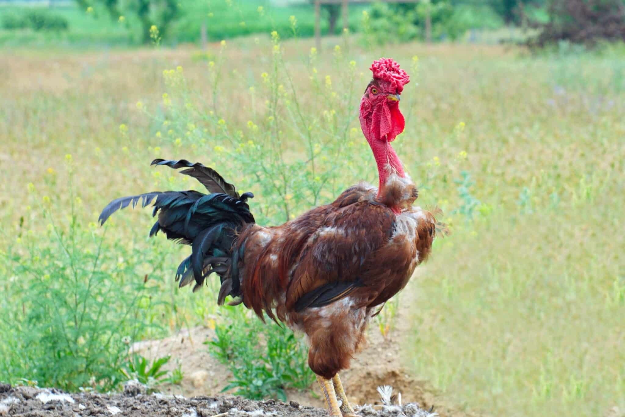 tai sao gà trống gặp nhau lai đá nhau tai sao gà trống gặp nhau lai đá nhau