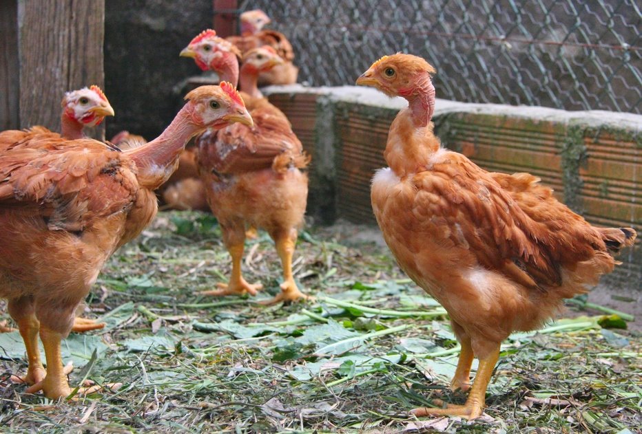thuốc gà đá khang q5,Thuốc Gà Đá Khang Q5: Đánh Giá Chi Tiết và Tại Sao Nó Đáng Mua thuốc gà đá khang q5,Thuốc Gà Đá Khang Q5: Đánh Giá Chi Tiết và Tại Sao Nó Đáng Mua