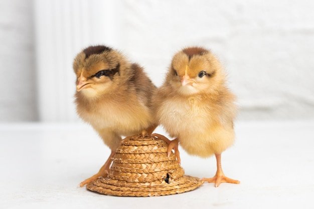 cách nuôi gà đá,1. Chọn Gà Đá Đầu Tiên cách nuôi gà đá,1. Chọn Gà Đá Đầu Tiên