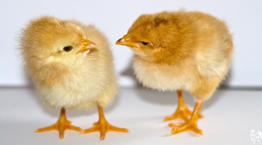 gà đá về bị bị cúm chân gà đá về bị bị cúm chân