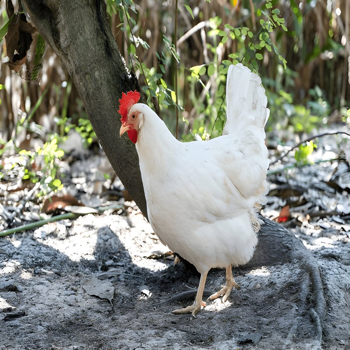 cách chọn gà nòi đá hay