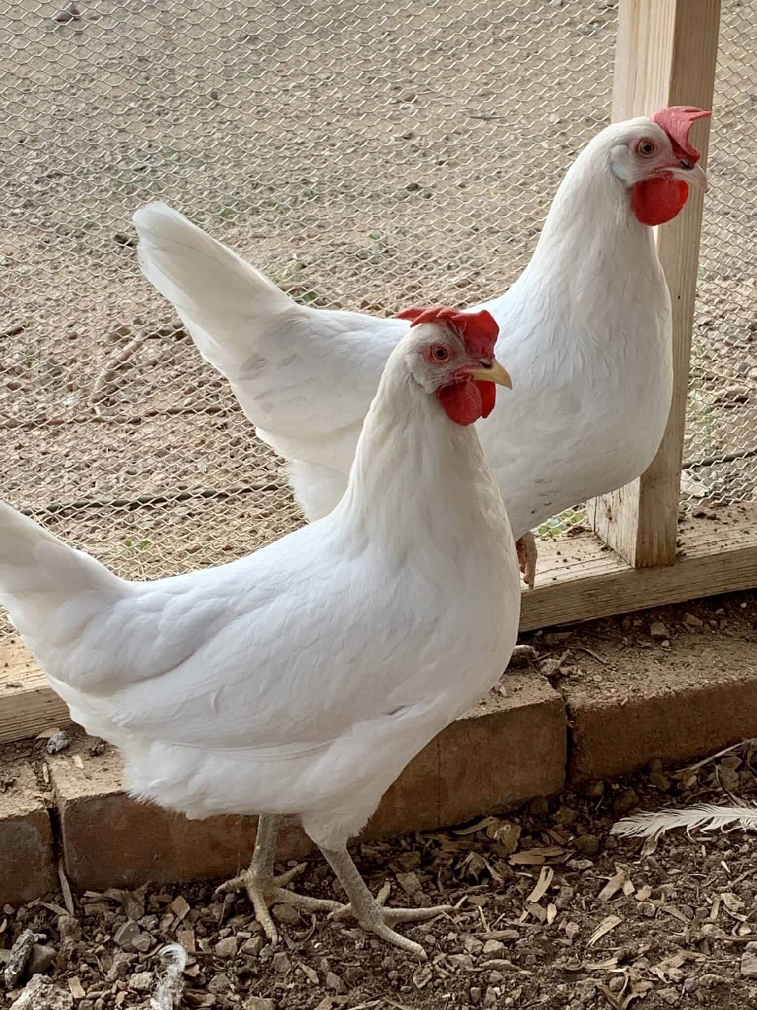 chó ăn đá gà ăn sỏi là thành ngữ chó ăn đá gà ăn sỏi là thành ngữ