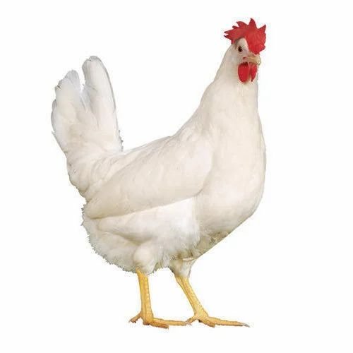 trực tiếp đá gà c1 hôm nay trực tiếp đá gà c1 hôm nay