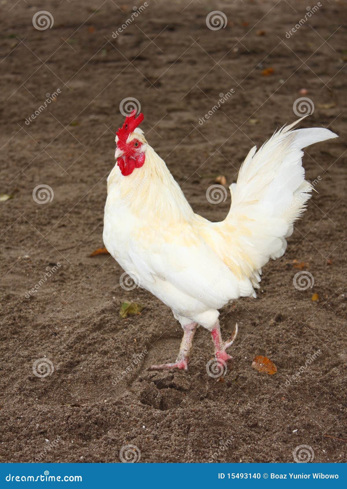 gà mỹ đá cựa sắt