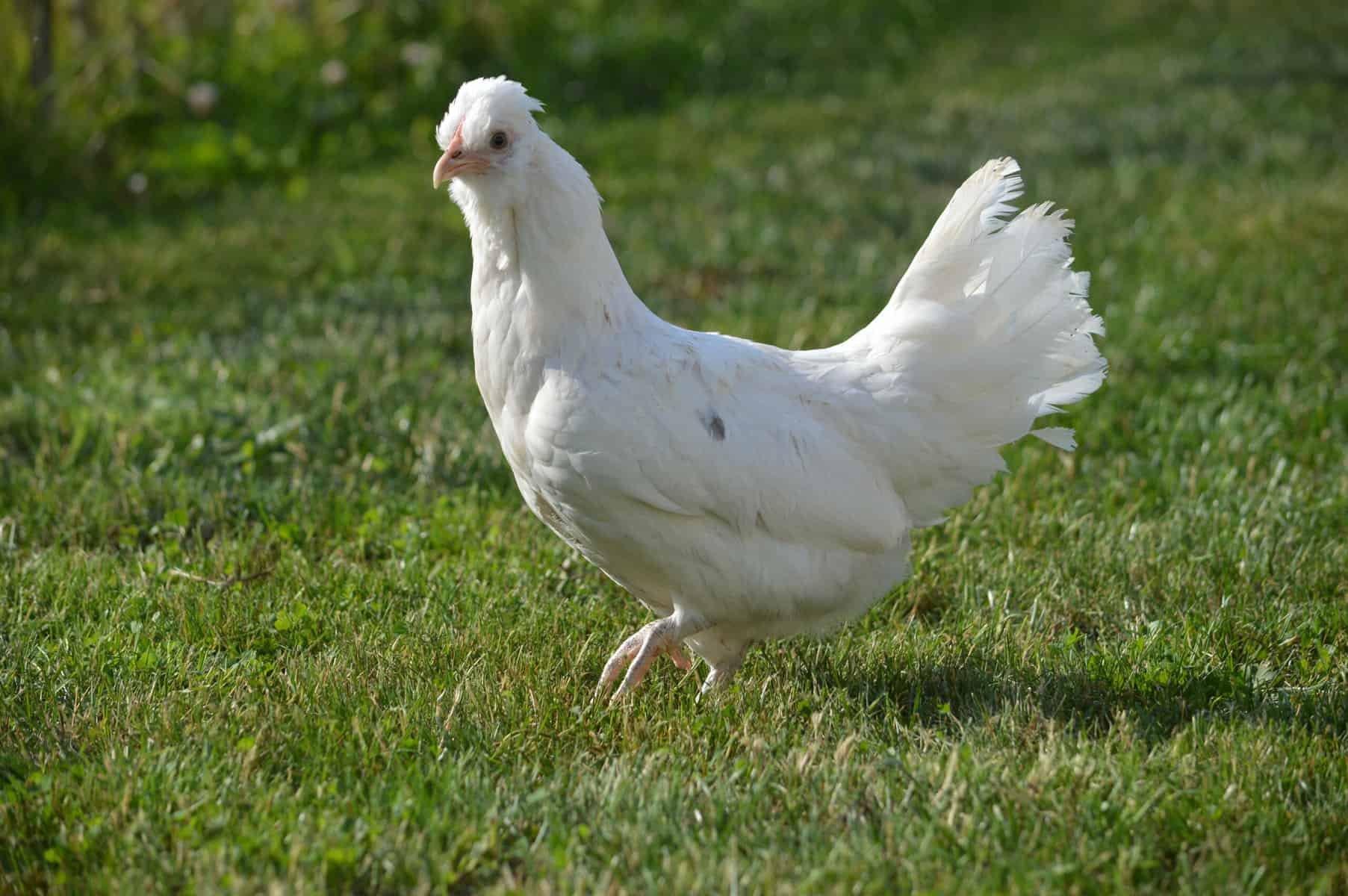 vị trí đánh và tên gọi của thế đá gà