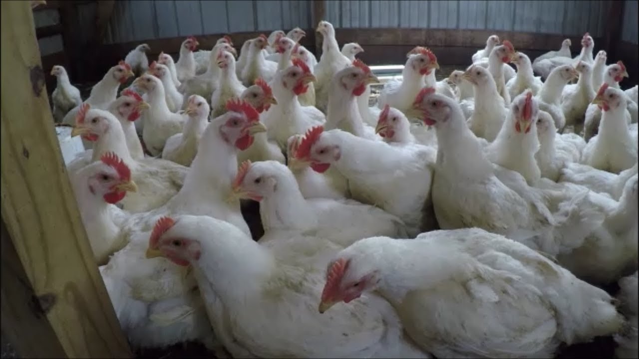 luật đá gà miền nam luật đá gà miền nam
