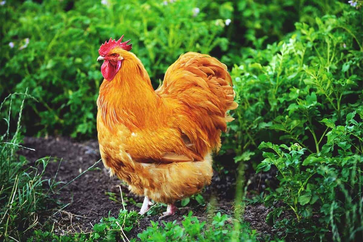 gà đạp mái có đá được không gà đạp mái có đá được không