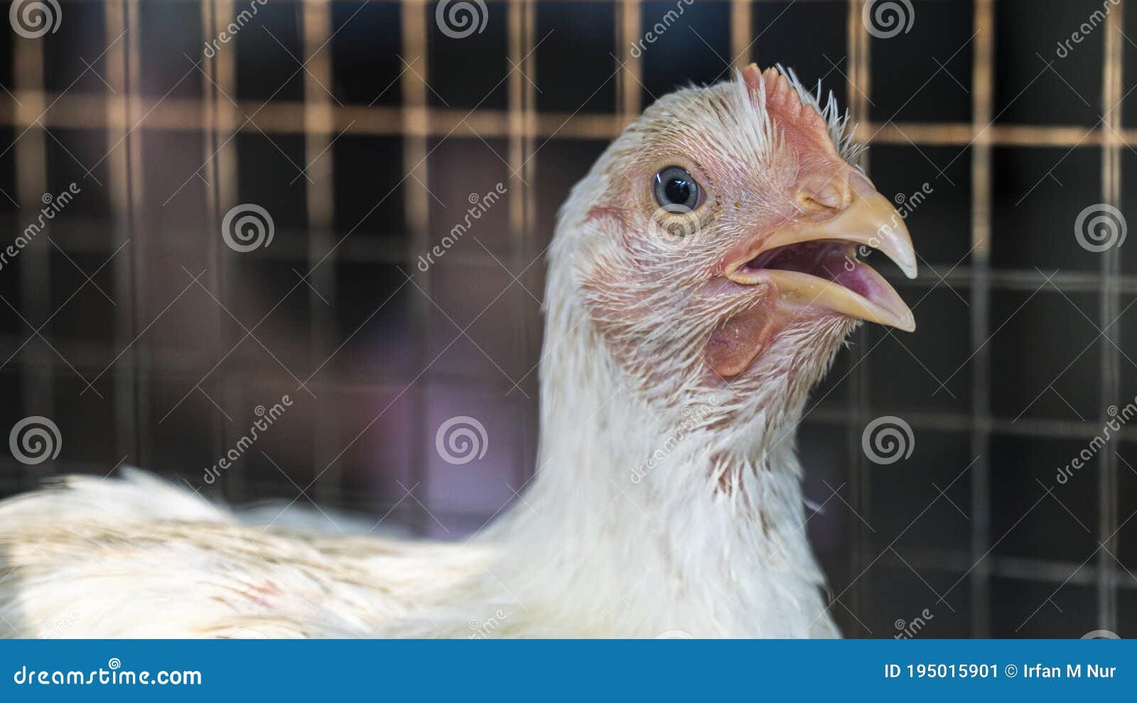 gà siêu mỹ đá cựa sắt,Giới thiệu chi tiết về gà siêu mỹ đá cựa sắt gà siêu mỹ đá cựa sắt,Giới thiệu chi tiết về gà siêu mỹ đá cựa sắt
