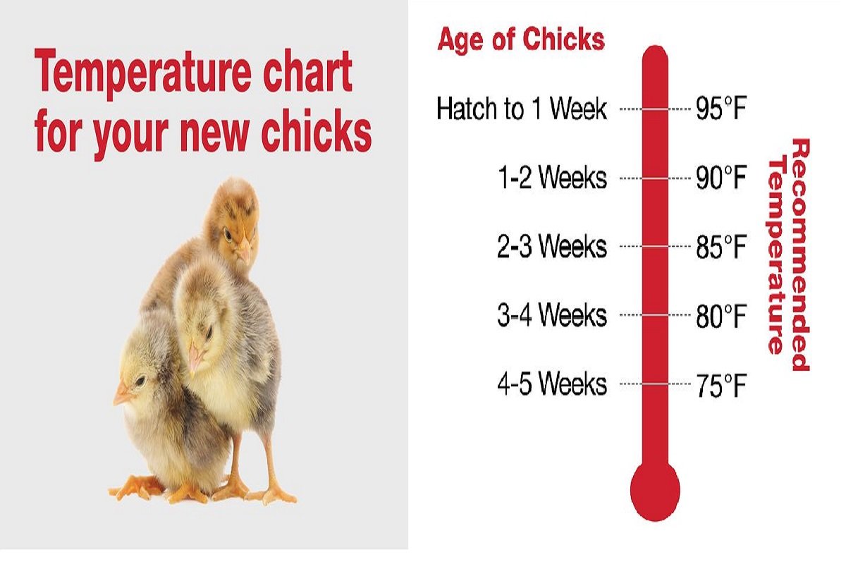 đá gà mới nhất năm 2019 đá gà mới nhất năm 2019