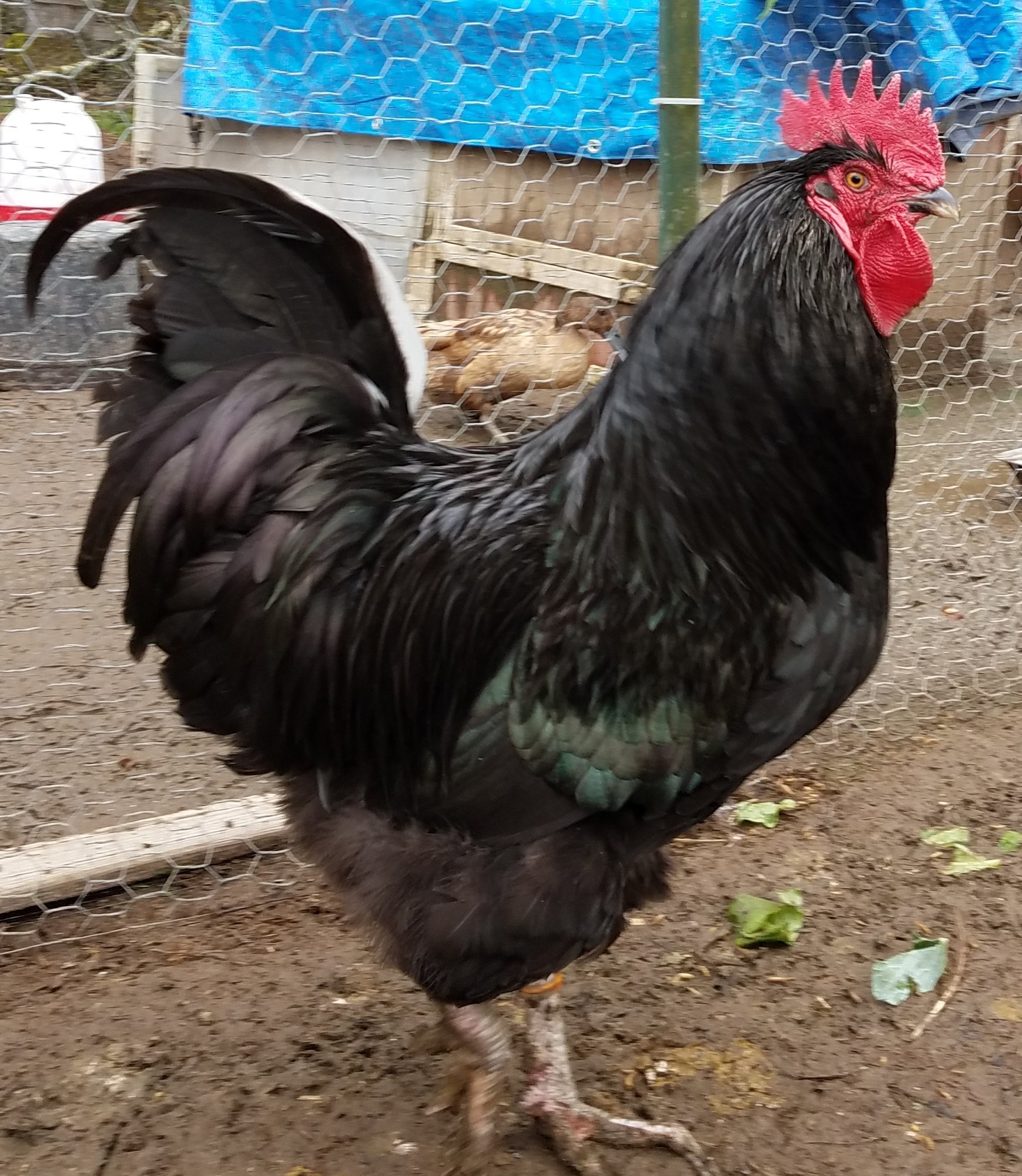 bán cựa gà đá bán cựa gà đá