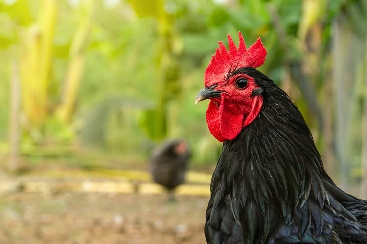gà siêu đá cựa gà siêu đá cựa