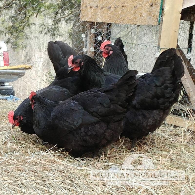 xem 12 con giáp đá gà xem 12 con giáp đá gà