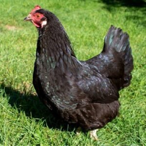 thuốc sâm có tác dụng gì cho gà đá thuốc sâm có tác dụng gì cho gà đá