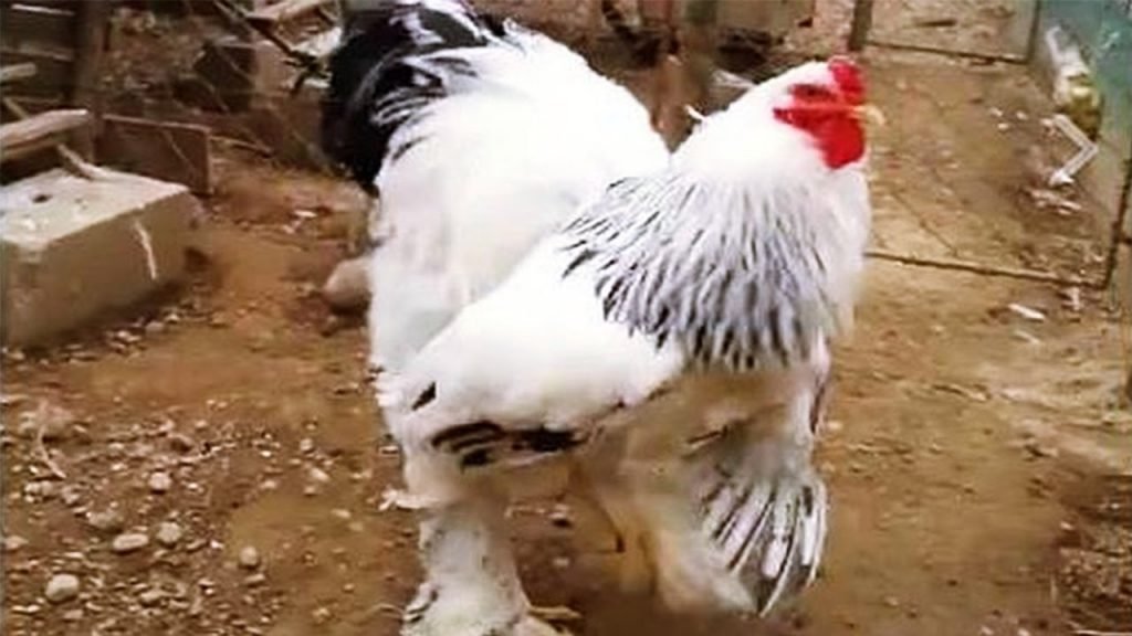 đá gà cựa sắt hay đá gà cựa sắt hay