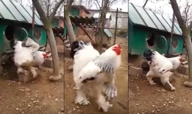 trứng gà bằng đá,Trứng gà bằng đá: Một hiện tượng kỳ lạ và những điều bạn cần biết trứng gà bằng đá,Trứng gà bằng đá: Một hiện tượng kỳ lạ và những điều bạn cần biết
