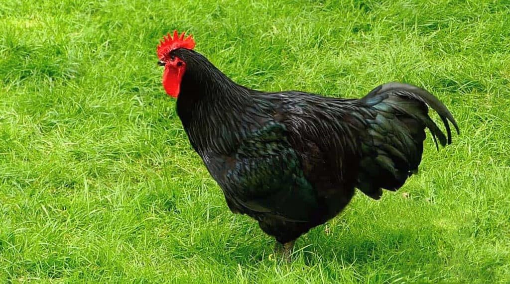 tượng gà trống bằng đá đen giá 2 triệu tượng gà trống bằng đá đen giá 2 triệu