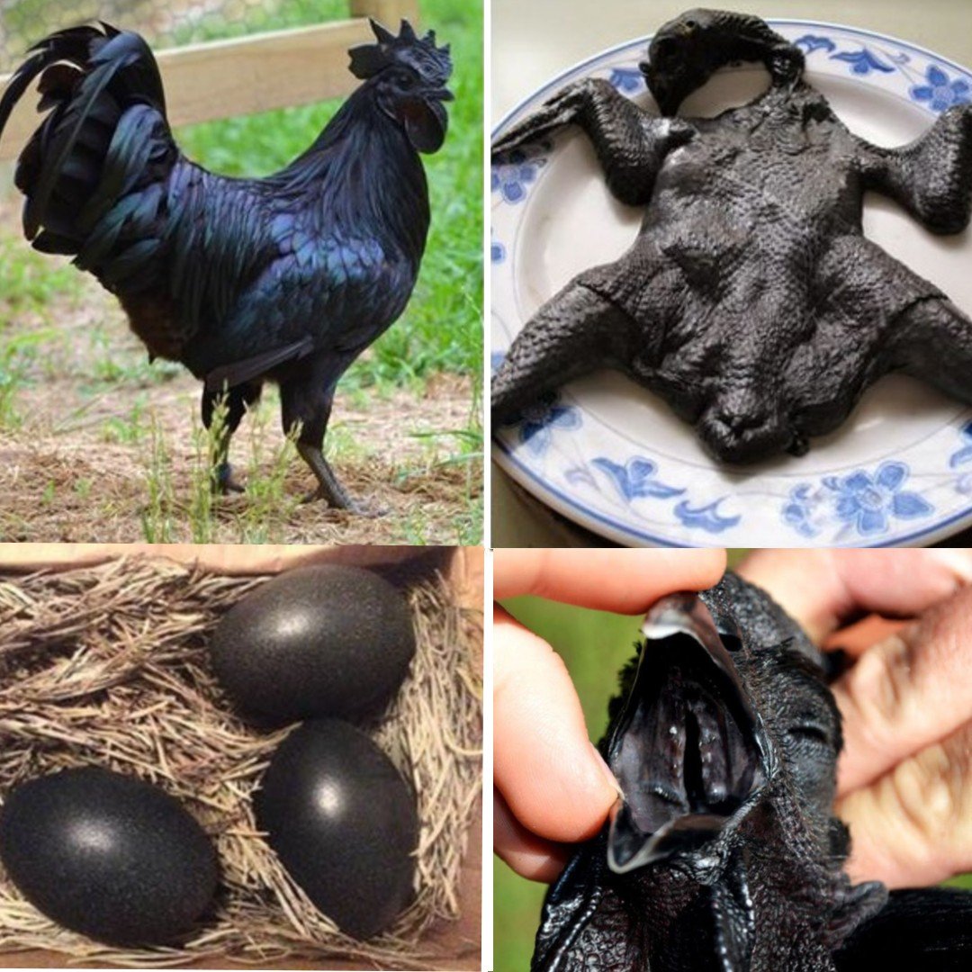 cách xem tướng gà tre đá hay,1. Đặc điểm ngoại hình cách xem tướng gà tre đá hay,1. Đặc điểm ngoại hình